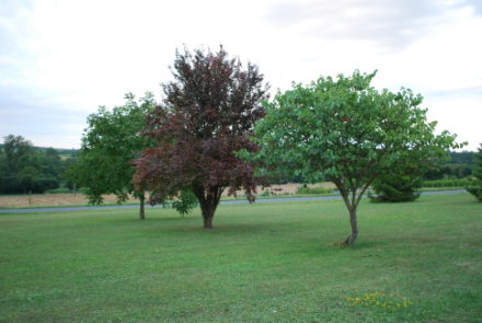 coupe-de-pelouse-ombrage