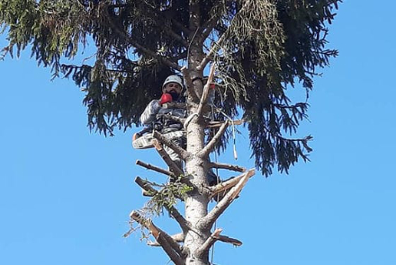 elagage-au-sommet-de-l-arbre