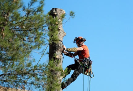 elagage-du-tronc-d-arbre